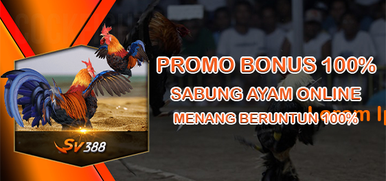 BONUS SABUNG AYAM 7X WIN 100%